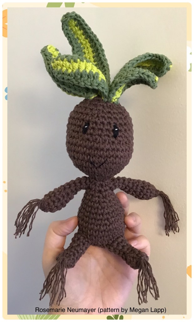 Chinese evergreen impkin