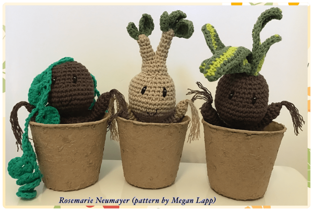 The 3 plant impkins in cardboard pots